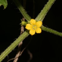 Cucumis maderaspatanus L.